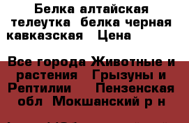Белка алтайская телеутка, белка черная кавказская › Цена ­ 5 000 - Все города Животные и растения » Грызуны и Рептилии   . Пензенская обл.,Мокшанский р-н
